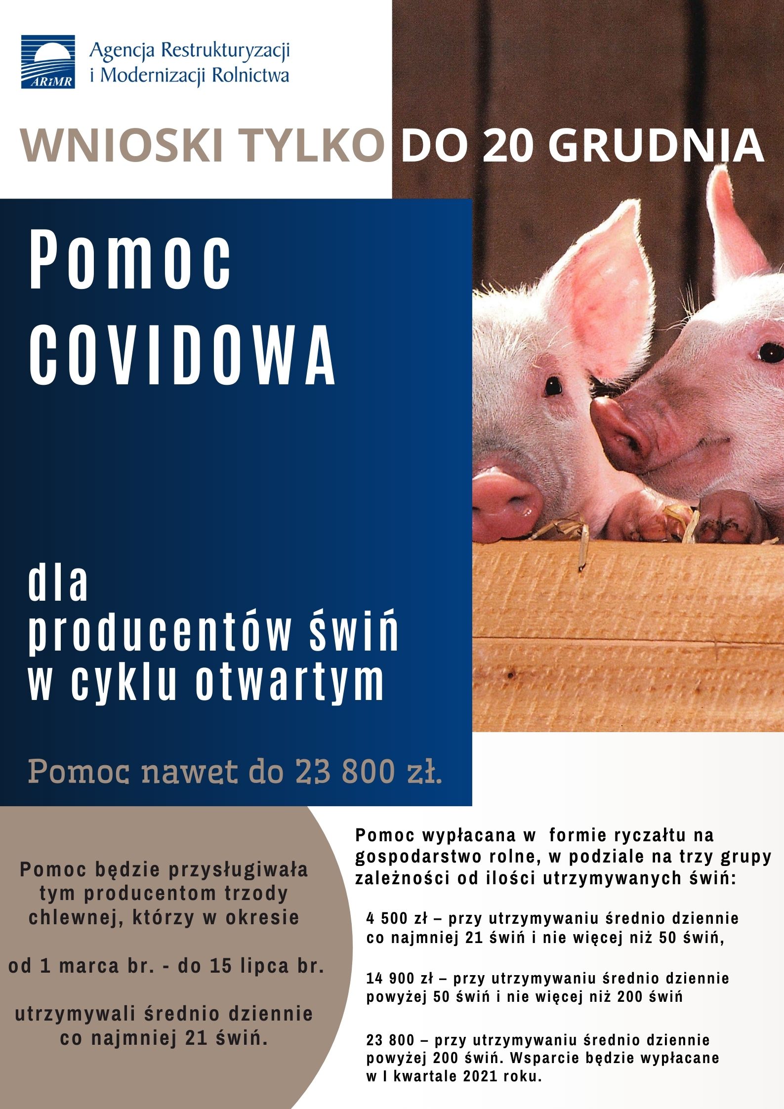 Pomoc Covidowa dla producentów trzody chlewnej 